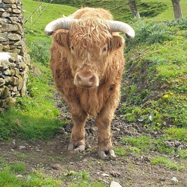 Ernie, the Highland bull who inspired Covashaw